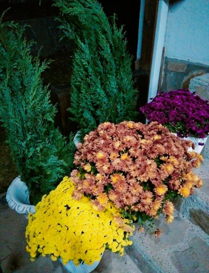 Vila Roxana Pangarati المظهر الخارجي الصورة